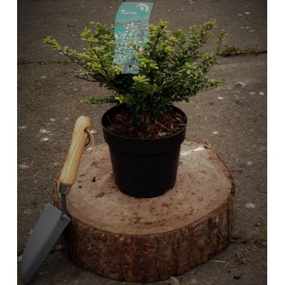 Ilex Crenata Convexa 2L