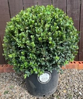 Ilex Crenata Dark Green - Ball - 25L - 50-55cm
