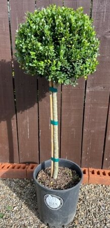 Ilex Crenata Dark Green - Half Std - 12L - 60cm Clear stem
