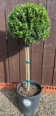 Ilex Crenata Dark Green - Half Std - 12L - 60cm Clear stem
