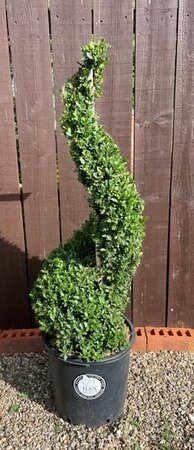 Ilex Crenata Dark Green - Spiral - 18L - 100cm