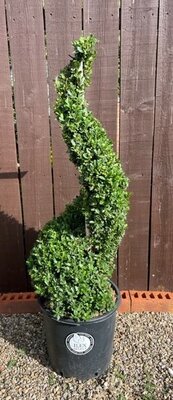 Ilex Crenata Dark Green - Spiral - 18L - 100cm