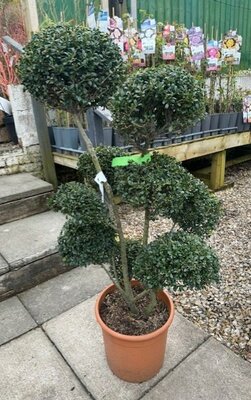 Ilex Crenata Glorie Gem - Pom-Pom style - 18L