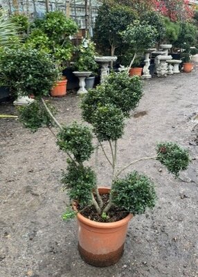 Ilex Crenata Glorie Gem - Pom-Pom style - 18L - 80cm
