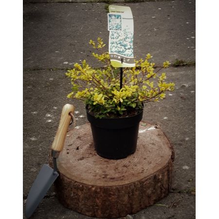 Ilex Crenata Golden Gem 2L