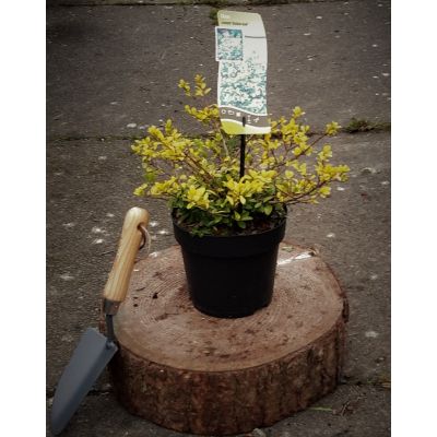 Ilex Crenata Golden Gem 2L