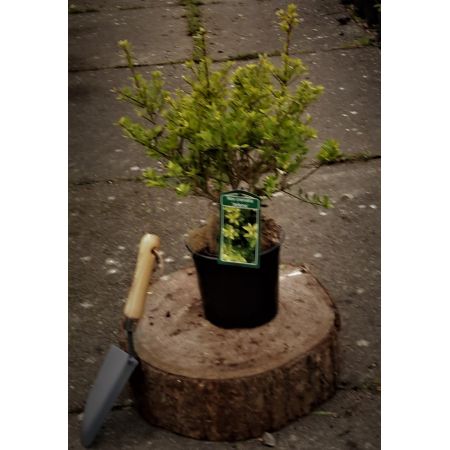 Ilex Crenata Jelena 2L