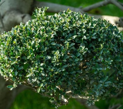 Ilex Crenata Kinme - Bonsai - 30L - 120cm