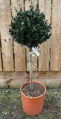 Ilex Crenata Kinme - Half Std - 15L