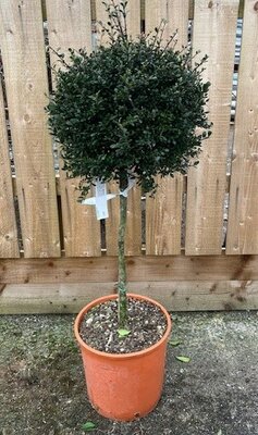Ilex Crenata Kinme - Half Std - 18L