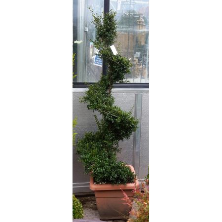 Ilex Crenata Kinme - Spiral - 1.2m