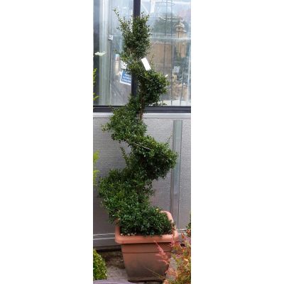 Ilex Crenata Kinme - Spiral - 1.2m