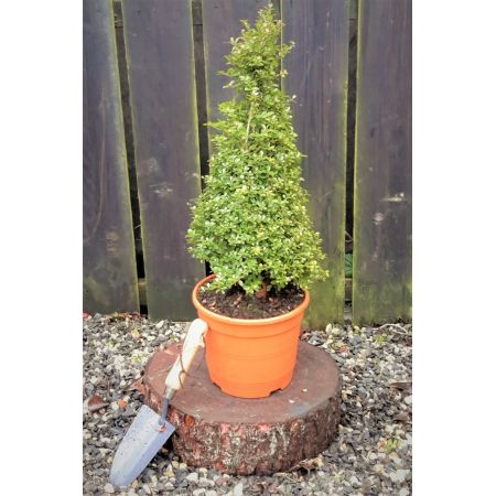 Ilex Crenata Samurai Cone - 5L