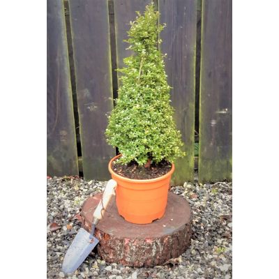 Ilex Crenata Samurai Cone - 5L