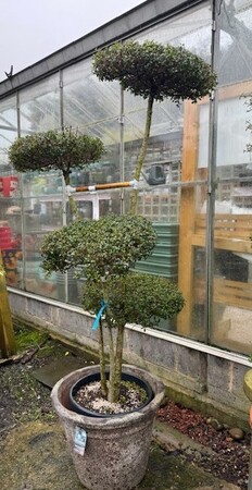 Ilex Delavayanum 30L Flat Pom Poms