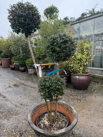 Ilex Delavayanum 30L Flat Pompom 3 Ball