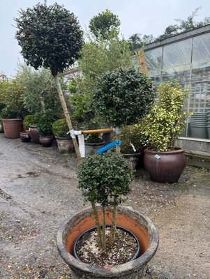 Ilex Delavayanum 30L Flat Pompom 3 Ball