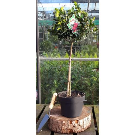 Ilex Meservaea Blue Maid 1/4 Std - 5L - image 1