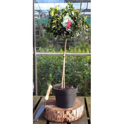 Ilex Meservaea Blue Maid 1/4 Std - 5L