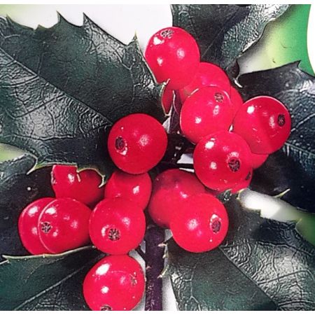 Ilex Meservaea Blue Maid 1/4 Std - 5L - image 2