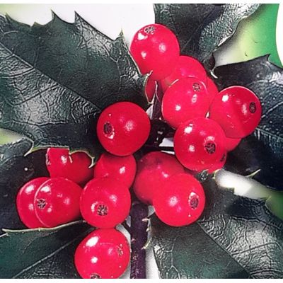 Ilex Meservaea Blue Maid 1/4 Std - 5L - image 2