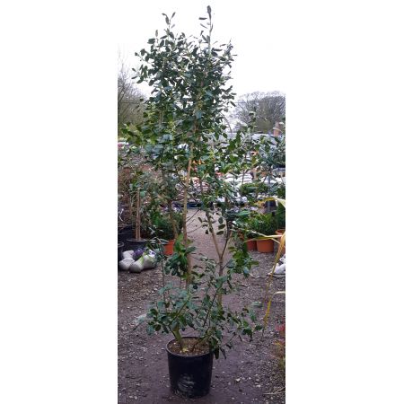 Ilex Nellie Stevens - 1.5m