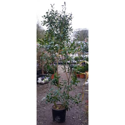 Ilex Nellie Stevens - 1.5m