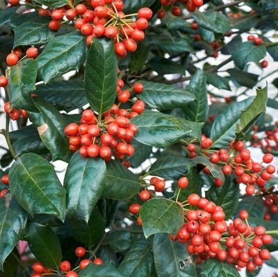 Ilex Nellie Stevens - 12L - 80cm