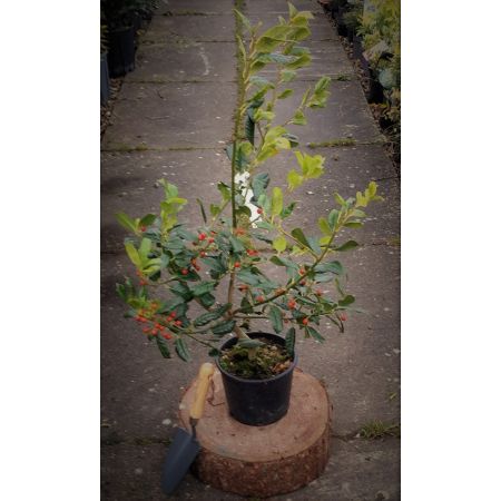 Ilex Nellie Stevens 3L