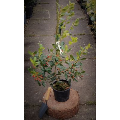 Ilex Nellie Stevens 3L