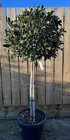 Ilex Nellie Stevens - Half Std - 50L 80cm stem