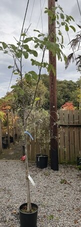 Juglans Regia (Walnut Tree) - 15L 