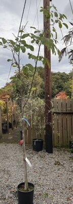 Juglans Regia (Walnut Tree) - 15L 