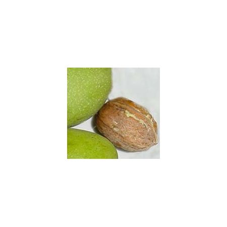 Juglans Regia (Walnut Tree) - 15L - 300cm - image 2
