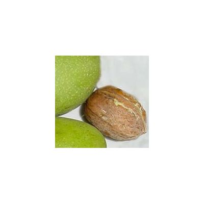 Juglans Regia (Walnut Tree) - 15L - 300cm - image 2