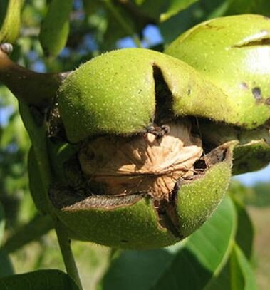 Juglans Regia (Walnut Tree) - 15L - 300cm - image 1