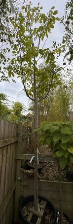 Juglans Regia (Walnut Tree) 80L