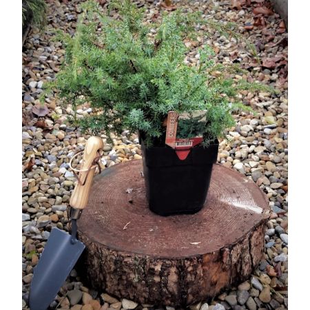 Juniperus Chinensis Blue Alps 2L - image 1