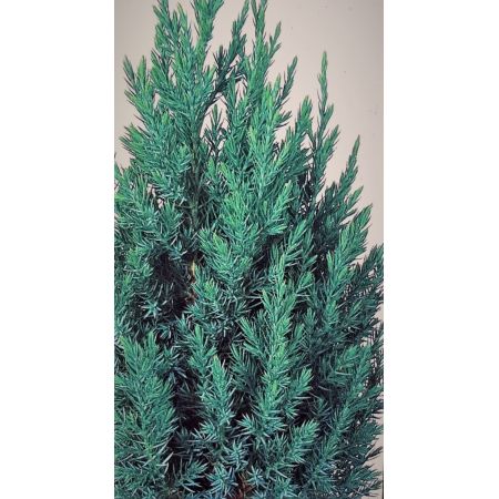 Juniperus Chinensis Stricta 2L - image 2