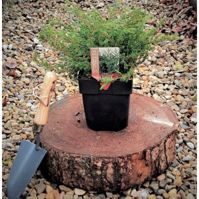 Juniperus Communis Repanda 2L