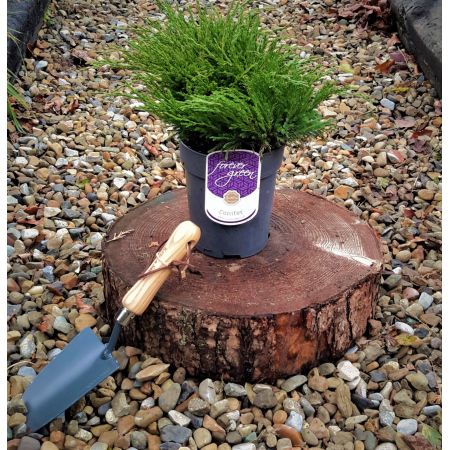 Juniperus Horizontalis Andorra Compact 2L