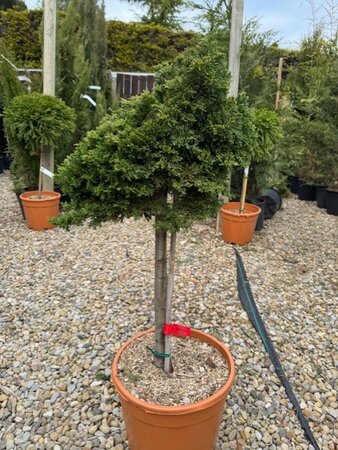 Juniperus Horizontalis Prince of Wales 1/4 Std 18L