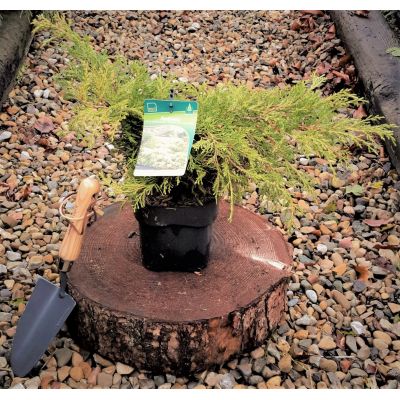 Juniperus Pfitzeriana King of Spring 2L