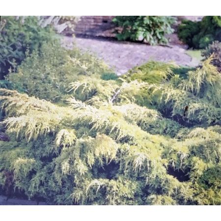 Juniperus Pfitzeriana King of Spring 2L - image 2