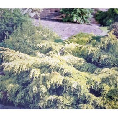 Juniperus Pfitzeriana King of Spring 2L - image 2