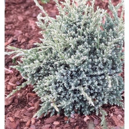 Juniperus Squamata Holger 2L