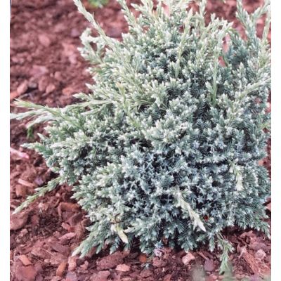 Juniperus Squamata Holger 2L