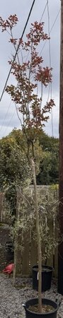 Lagerstroemia Indica - 35L - 400cm