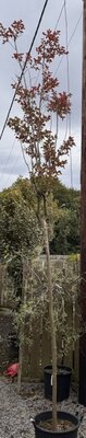 Lagerstroemia Indica - 35L - 400cm