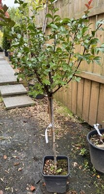Lagerstroemia Indica - 'Berry Dazzle' 1/2 Std 11L